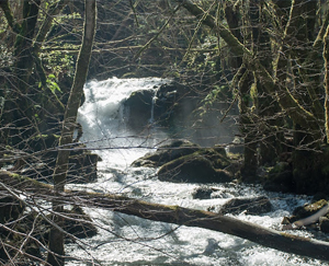 Cerdido es un municipio Pet Friendly de Ferrolterra